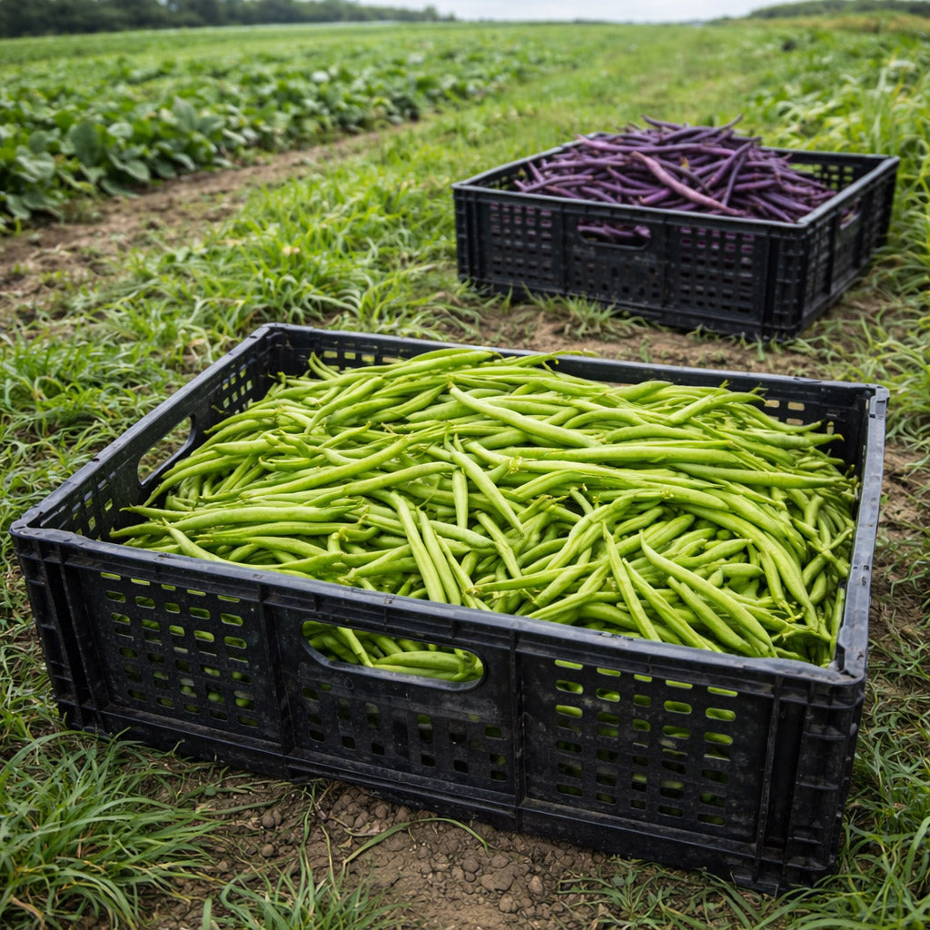 Organic farm crops