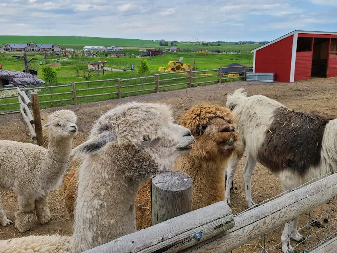 Fresh air, fun, and local experiences